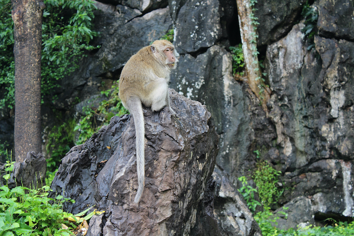mono en Cueva del buda reclinado